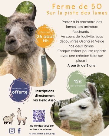 Sur la piste des lamas