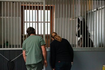 Atelier dentisterie à la clinique équine Equichir