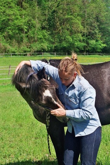 Portes ouvertes de l’école européenne d’ostéopathie animale