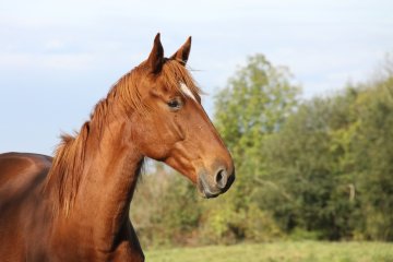 Exposition ‘’Terre de champions’’ à la Maison de la forêt