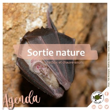 "Batbox, fréquences et chauve-souris"