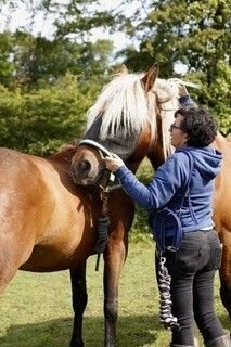 Découverte des soins alternatifs pour les chevaux et rencontre avec les praticiens
