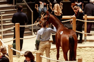 Visite guidée des ventes de yearlings d'octobre d'Arqana