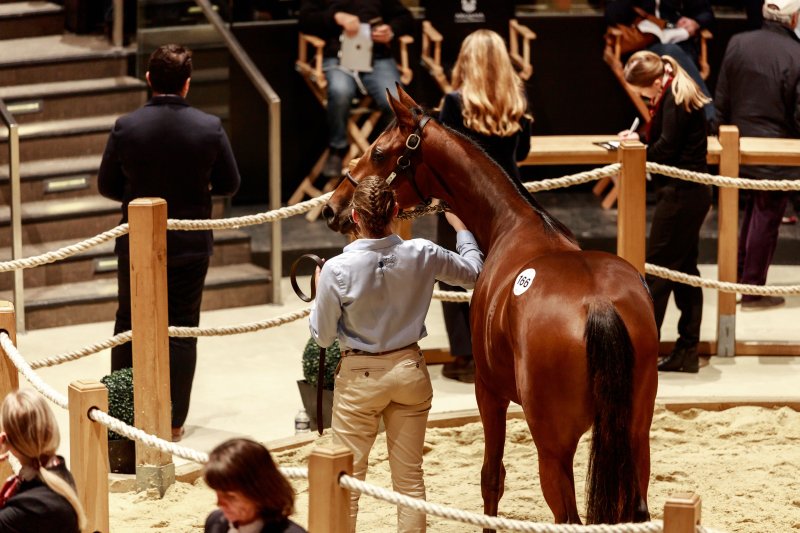 [Complet] Visite guidée des ventes de yearlings d'octobre d'Arqana