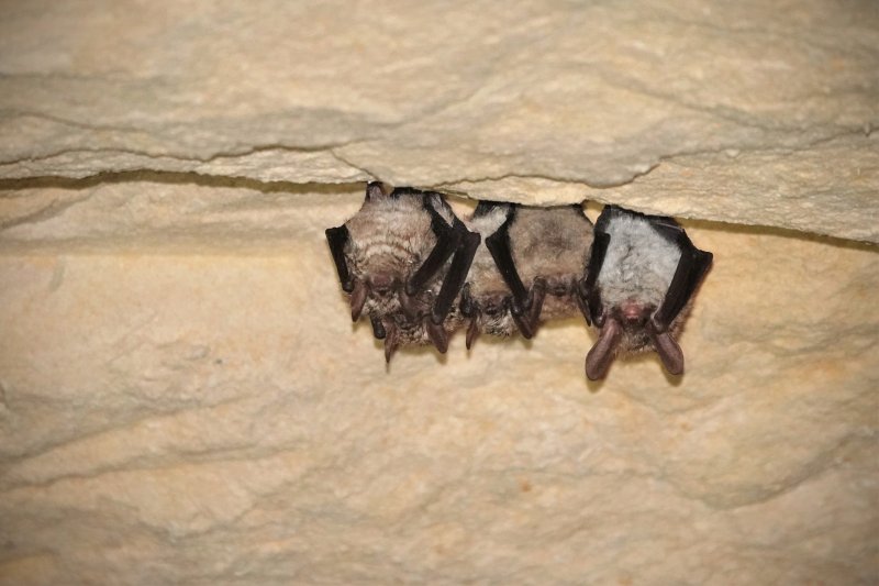 A la découverte des chauves-souris