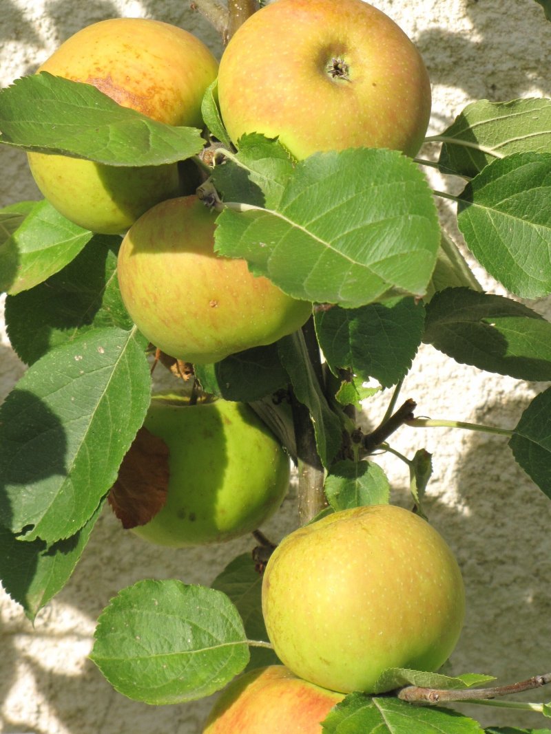 Le goût des fruits