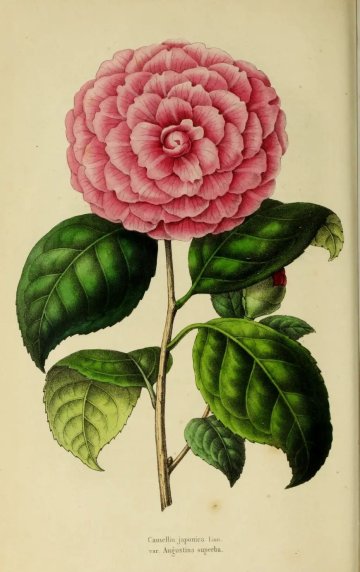 La bibliothèque de la Société d'horticulture, 180 ans de recherche