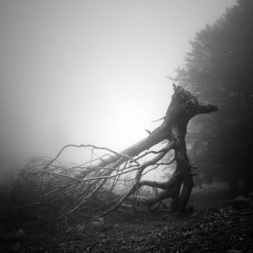 Forêts pyrénéennes