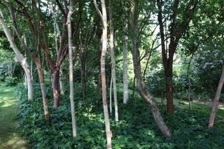 Le patrimoine Vivant végétal : Visite guidée du Parc Botanique "Reflets de Jardin"
