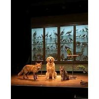 The animal room