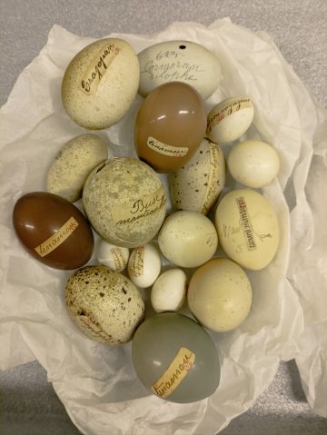 La collection d'œufs du muséum : le chantier des collections