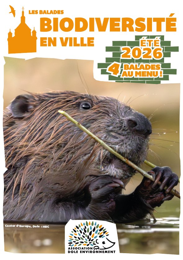 Balade biodiversité en ville - La murmurée