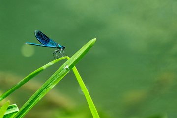 Sortie nature : le petit peuple des ruisseaux aux Cascades de Murel