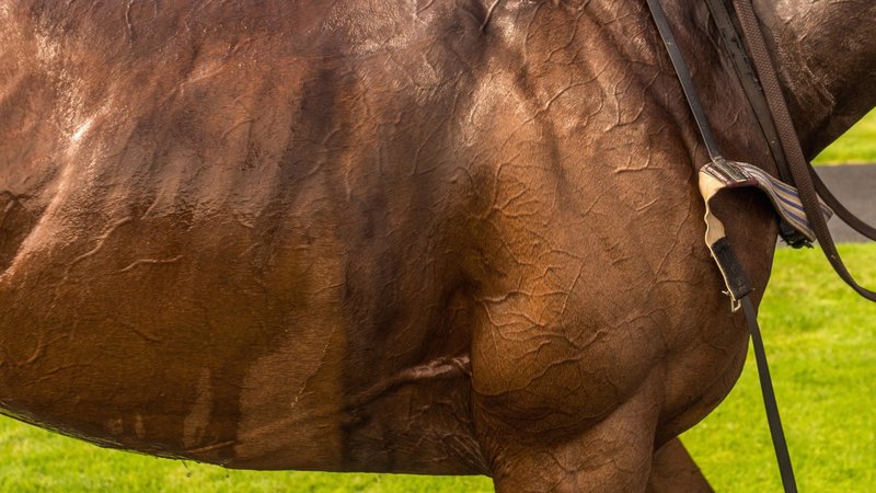 ETOILES EQUESTRES 2026
