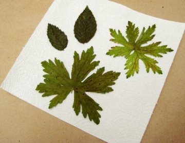 Atelier "herbier"