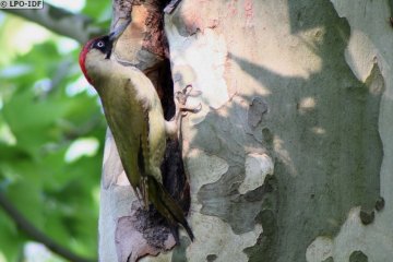 Les oiseaux de la Réserve naturelle régionale du Marais de Stors