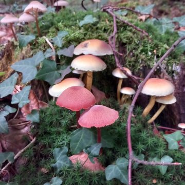 A la découverte des champignons