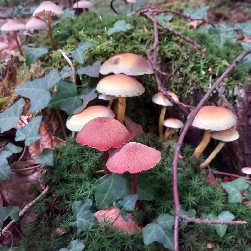 A la découverte des champignons