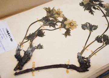 Visite exclusive de l'herbarium du Jardin botanique de Bordeaux