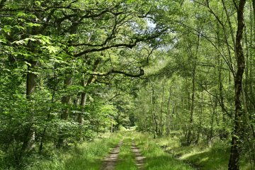 Tous en Forêt ! Les forestiers vous rencontrent dans le bois régional Saint-Martin (Forêt régionale du Maubué)