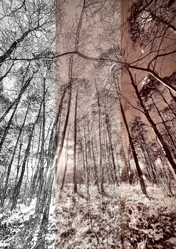 Caroline Leite « Métamorphoses photographiques »