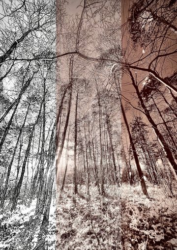 Caroline Leite « Métamorphoses photographiques »