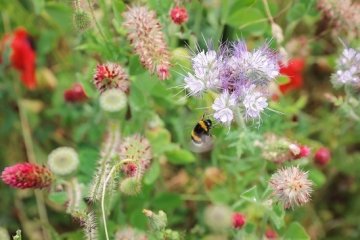 Repenser / transformer son jardin