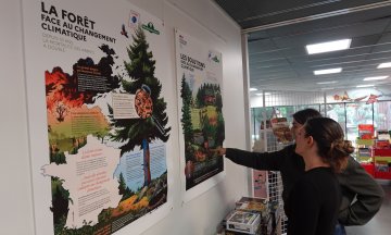 La forêt face au changement climatique