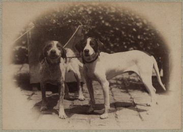 Adoptez une photo de compagnie !