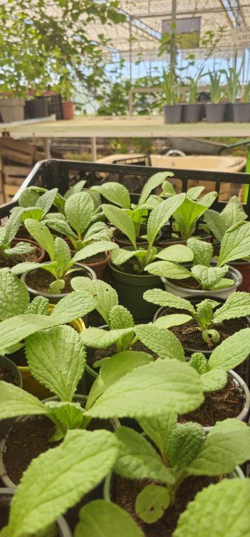 Atelier bouturage et multiplication des légumes