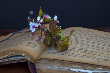 Livres et Verdure : Bibliothèque nomade