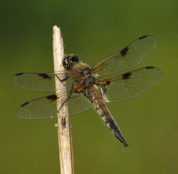 Observation des libellules du Bois de Vincennes