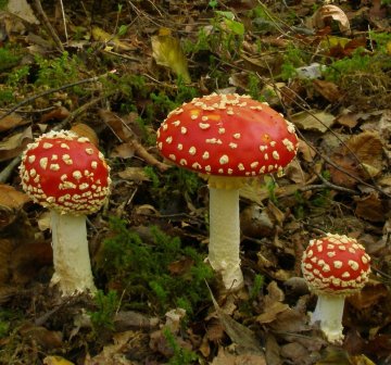 Les champignons et la forêt de Fontainebleau en automne