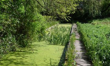 La cressonnière de Vaise