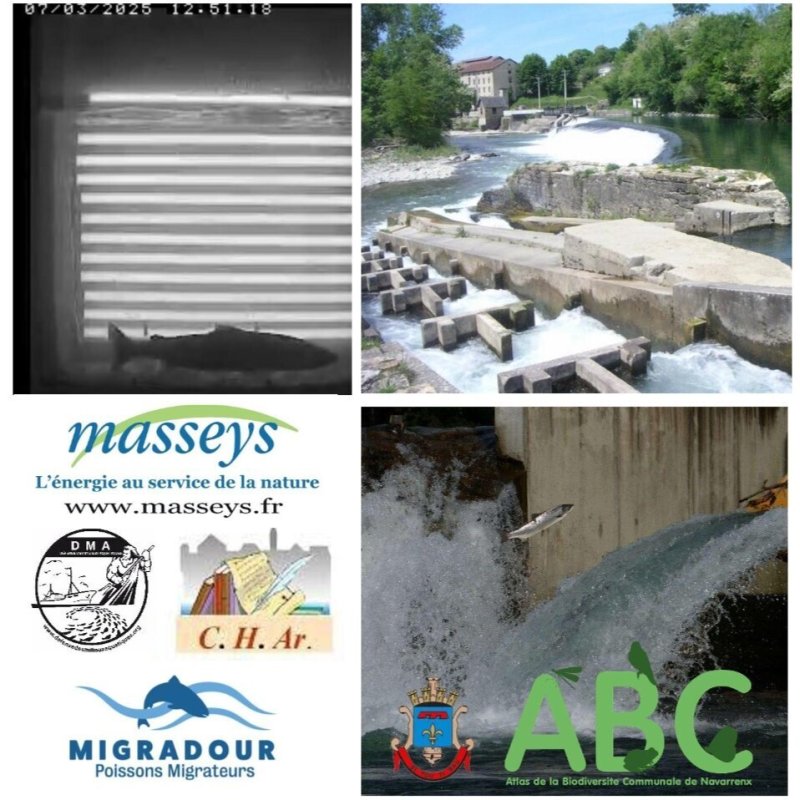 [Visite commentée] Le gave d'Oloron : production hydroélectrique et poissons migrateurs