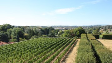 À la découverte des vignes de Beauregard