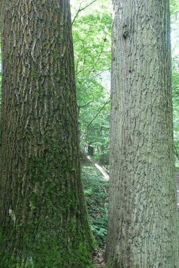 Tous en Forêt régionale de Ferrières ! Découverte en exclusivité de sa nouvelle Réserve biologique intégrale (RBI)