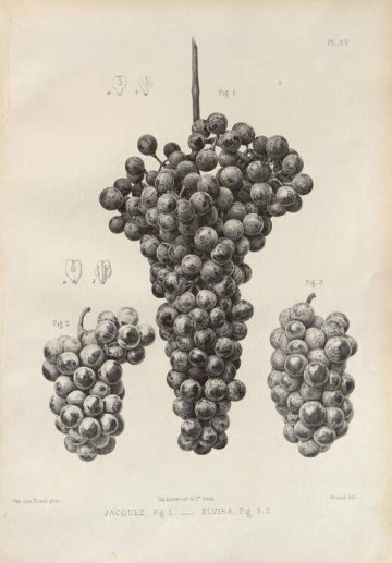Entre dunes et vignes : le patrimoine naturel dans les collections anciennes des Bibliothèques universitaires de Bordeaux