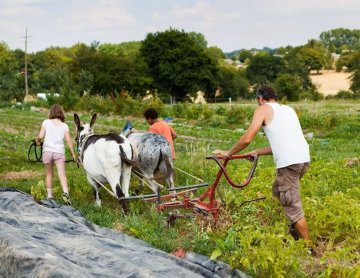 Préparation des parcelles en traction animale