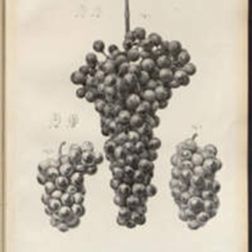 Entre dunes et vignes : le patrimoine naturel dans les collections anciennes des Bibliothèques universitaires de Bordeaux