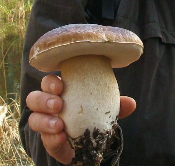 A la découverte des champignons