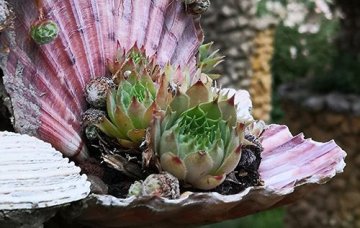 Le jardin Rosa Mir