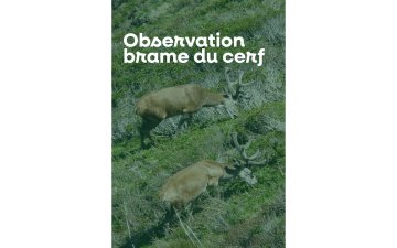 Sortie nature à l'écoute du brame du cerf