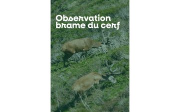 Sortie nature à l'écoute du brame du cerf