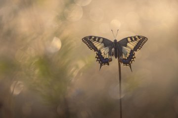 Atelier de curiosité : Photographie naturaliste