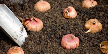 Plantons des bulbes !