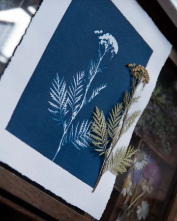 Atelier Cyanotype