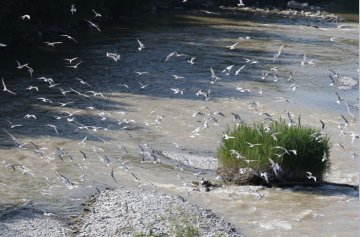 Exposition - "Natur'ailes"