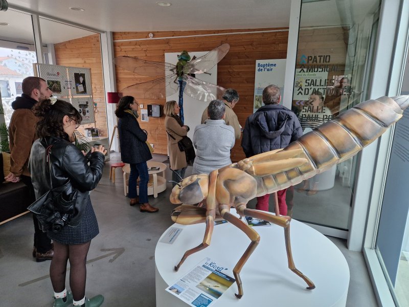 Exposition Libellules