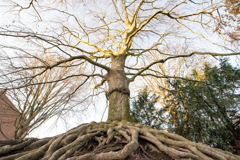 Visite verte du square Desmarets et de l’arbre glacière